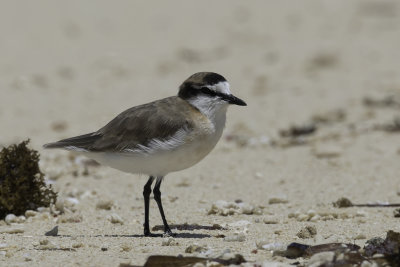 White-fronted Plover - Vale Strandplevier - Pluvier  front blanc
