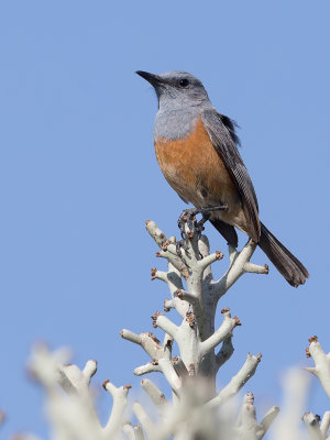 Littoral Rock Thrush - Duinrotslijster - Monticole du littoral (m)