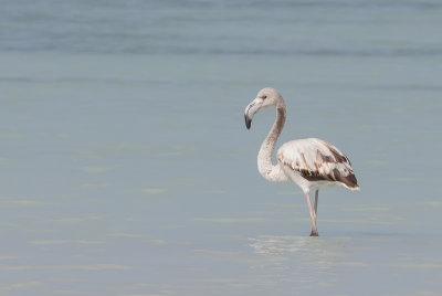 Greater Flamingo - Caribische Flamingo - Flamant des Carabes