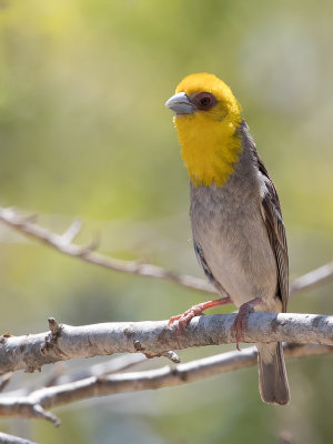 Sakalava Weaver - Sakalava-wever - Tisserin sakalave (m)