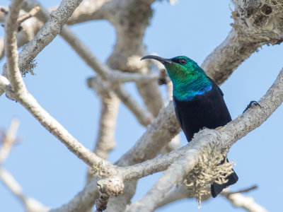 Malagasy Green Sunbird - Madagaskarhoningzuiger - Souimanga angaladian (m)