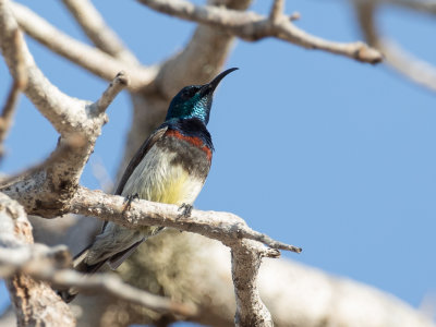 Souimanga Sunbird - Souimanga-honingzuiger - Souimanga malgache