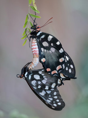 Madagascar giant swallowtail