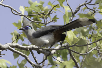 Crested Coua - Kuifcoua - Coua hupp