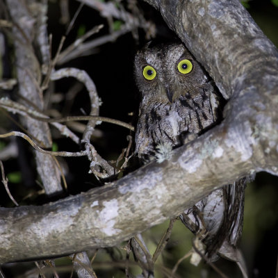 Torotoroka Scops Owl - Westelijke Madagaskardwergooruil - Petit-duc torotoroka