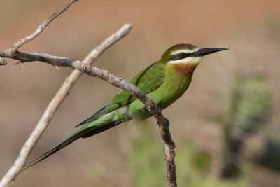 Olive Bee-eater - Madagaskarbijeneter - Gupier de Madagascar