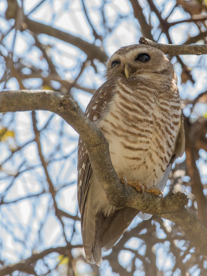 White-browed Owl - Madagaskarvalkuil - Chevche  sourcils blancs