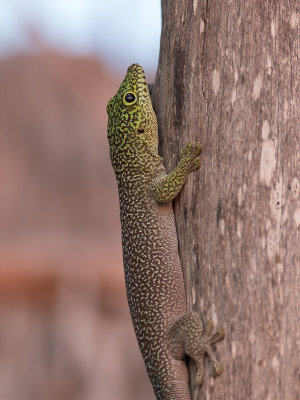 Standings day gecko