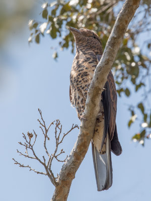 Cuckoo Roller- Koerol - Courol vouroudriou (f)