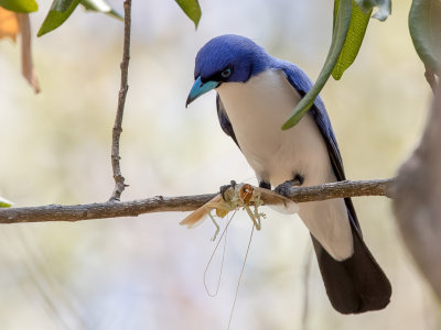 Madagascar Blue Vanga - Malagassische Blauwe Vanga - Artamie azure (m)