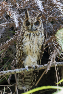Madagascar Owl - Madagaskarransuil - Hibou malgache