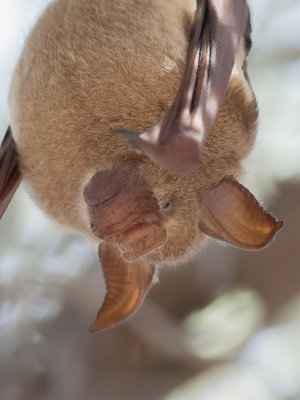 Commerson's leaf-nosed bat