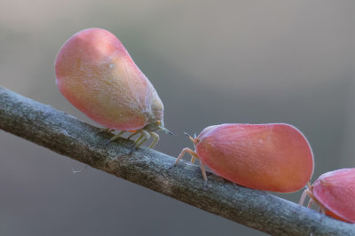 Flatid leaf bug