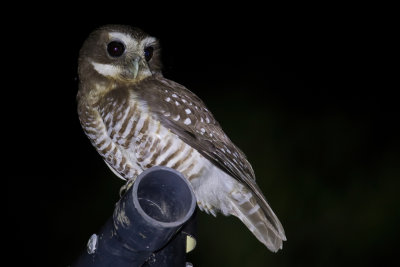White-browed Owl - Madagaskarvalkuil - Chevche  sourcils blancs