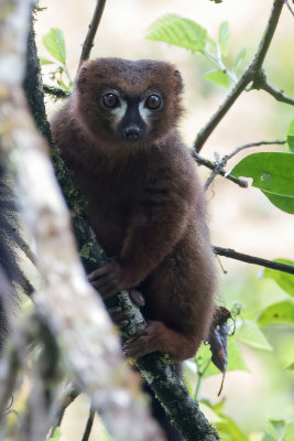 Red-bellied lemur (m)