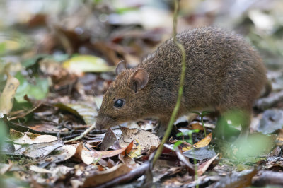 Eastern red forest rat