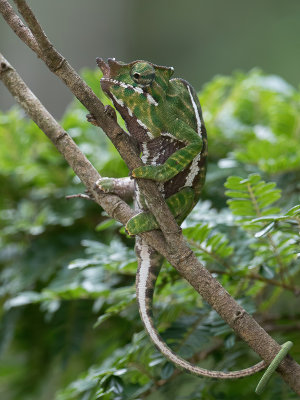Belted chameleon (m)