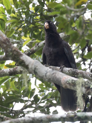 Lesser Vasa Parrot - Kleine Vasapapegaai - Vaza noir