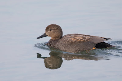 Gadwall - Krakeend - Canard chipeau (m)