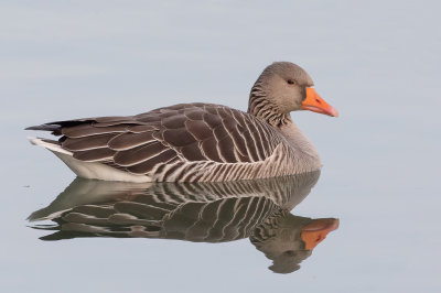 Greylag Goose - Grauwe Gans - Oie cendre