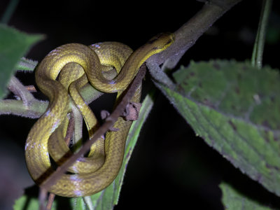 Ranomafana big-headed snake
