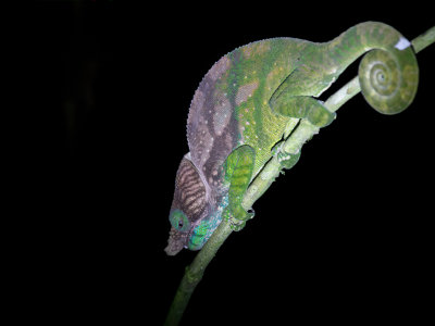 O'Shaughnessy's chameleon (m)