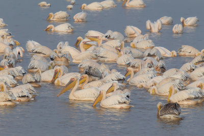 Great White Pelican - Roze Pelikaan - Plican blanc