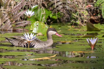 Red-billed Teal - Roodsnavelpijlstaart - Canard  bec rouge