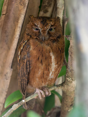 Rainforest Scops Owl - Madagaskardwergooruil - Petit-duc malgache
