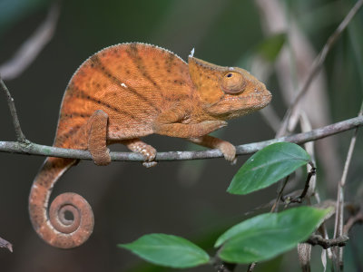 Parson's chameleon (j)