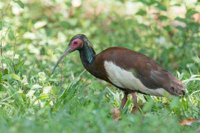 Madagascar Ibis - Kuifibis - Ibis hupp