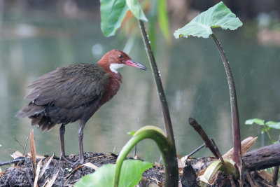 White-throated Rail - Witkeelral - Rle de Cuvier