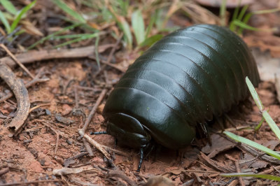 Giant pill bug