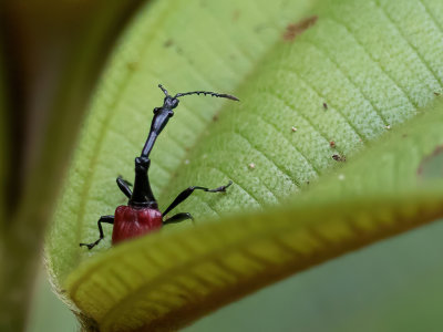 Giraffe-necked weevil