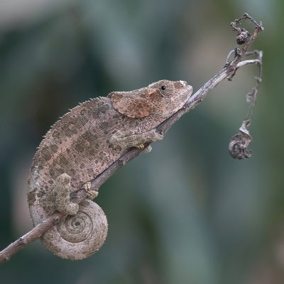 Elephant-eared chameleon