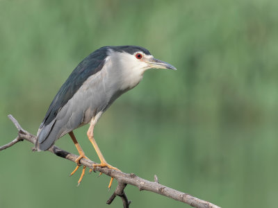 Black-crowned Night Heron - Kwak - Bihoreau gris
