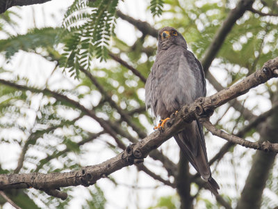 Sooty Falcon - Woestijnvalk - Faucon concolore