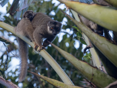 Common brown lemur 