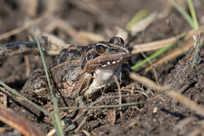 Mascarene ridged frog