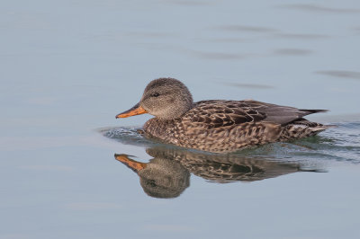 Gadwall - Krakeend - Canard chipeau (f)