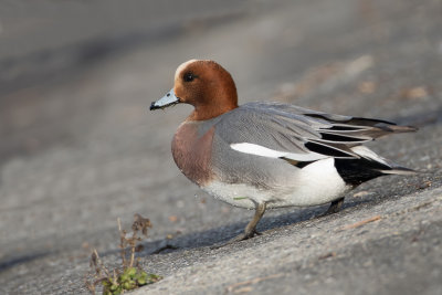 Eurasian Wigeon - Smient - Canard siffleur (m)