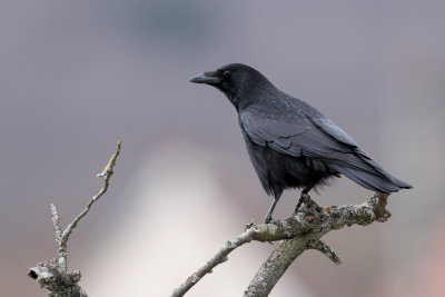 Carrion Crow - Zwarte Kraai - Corneille noire