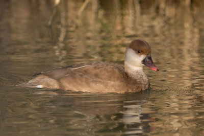 Red-crested Pochard - Krooneend - Nette rousse (f)