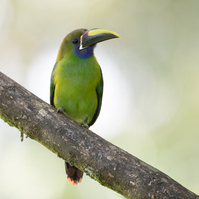 Blue-throated Toucanet.- Blauwkeelarassari - Toucanet à gorge bleue