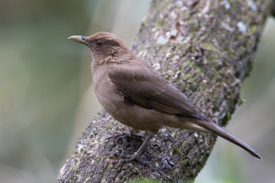Clay-colored Thrush - Grays Lijster - Merle fauve