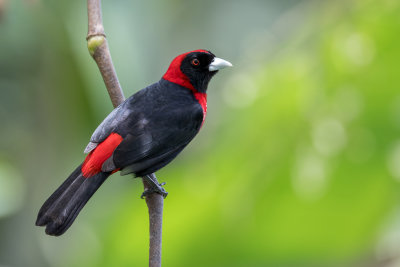 Crimson-collared Tanager - Vuurkraagtangare - Tangara ceinturé