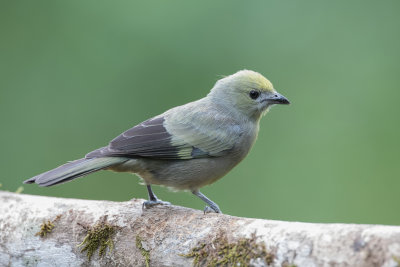 Palm Tanager - Palmtangare - Tangara des palmiers