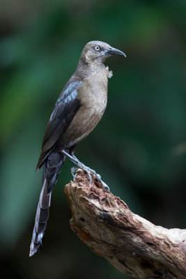 Great-tailed Grackle - Langstaarttroepiaal - Quiscale à longue queue (f)
