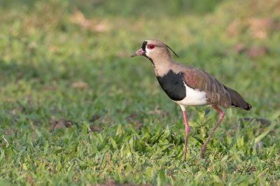 Southern Lapwing - Chileense Kievit - Vanneau téro