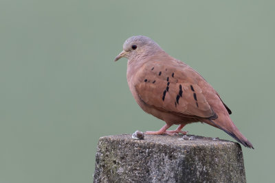 Ruddy Ground Dove - Steenduif - Colombe rousse